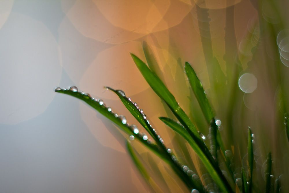 Утренняя роса