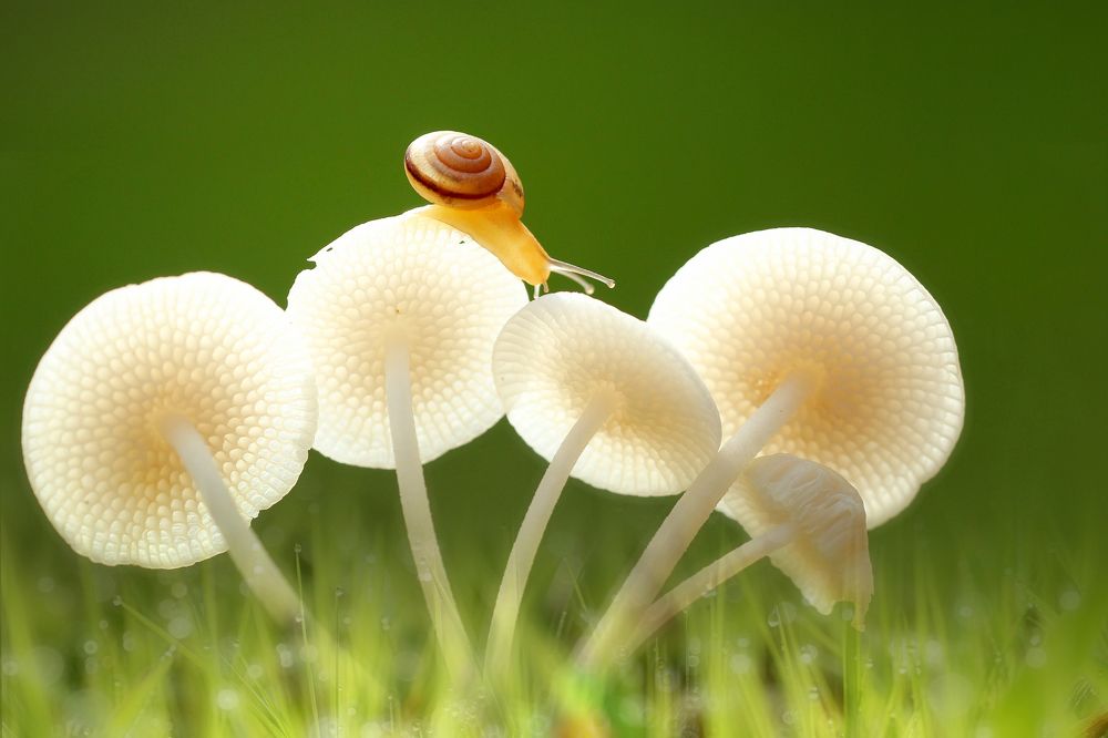 mushrooms and snails