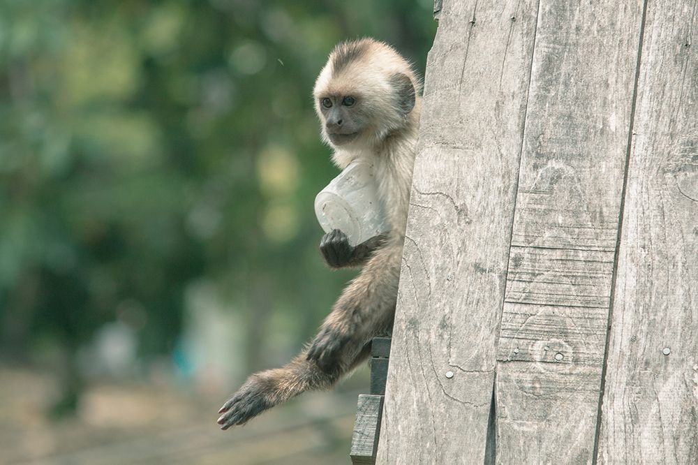 Naturaleza o Plastico