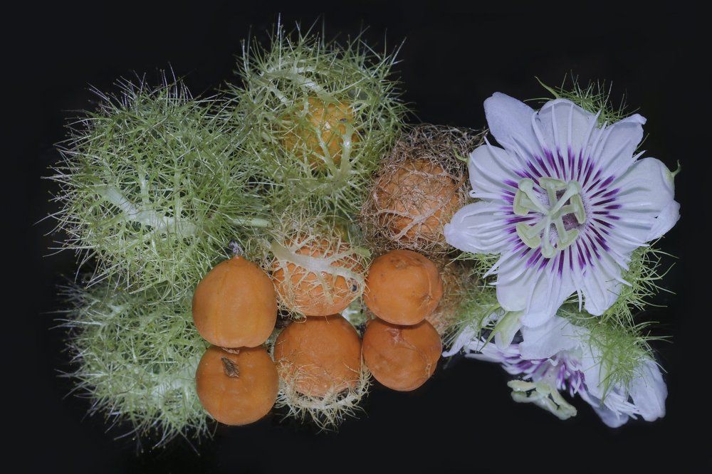 Do you like passiflora?