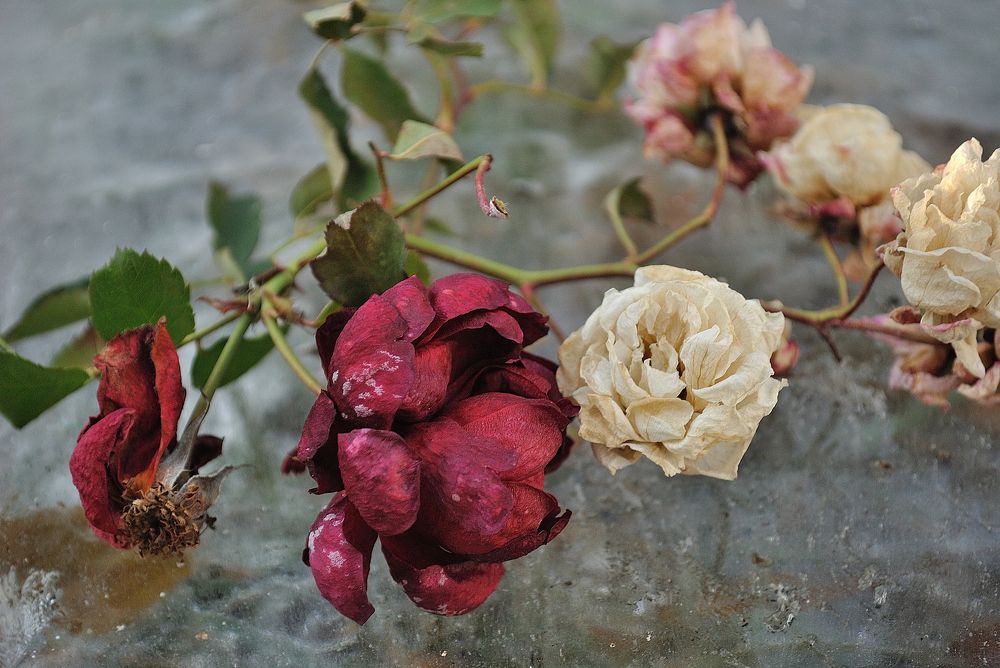 Photograph by Наталья