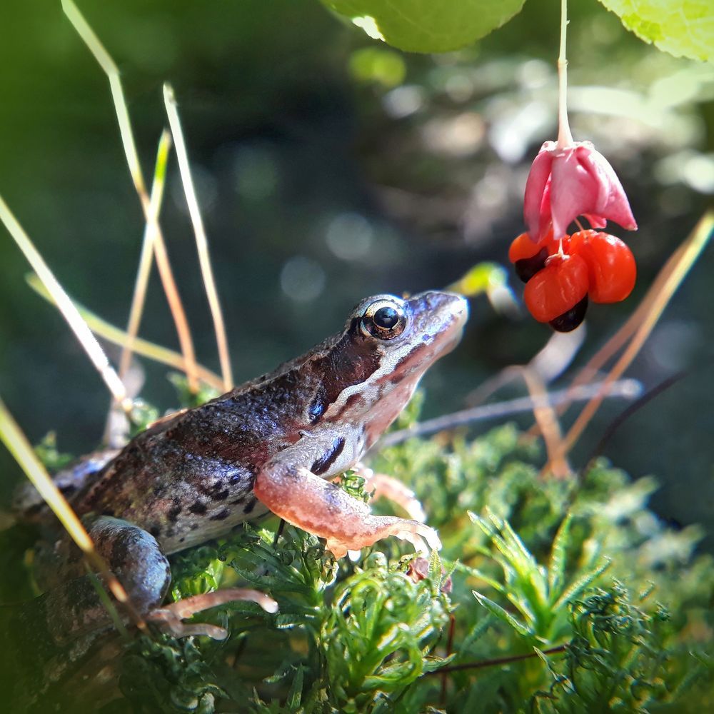 Ягодка мечты