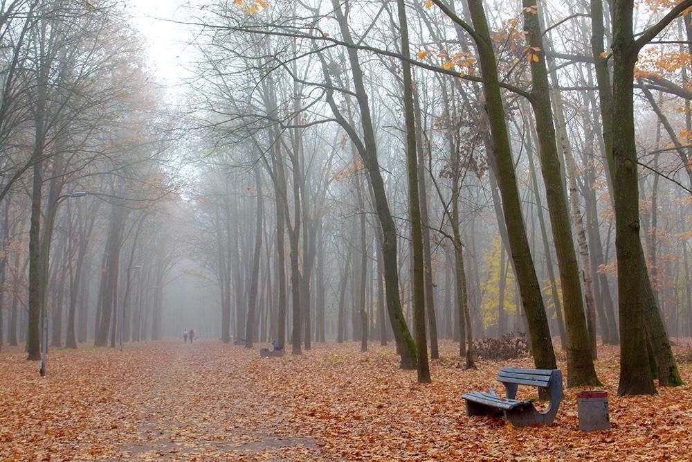 Осеннее утро