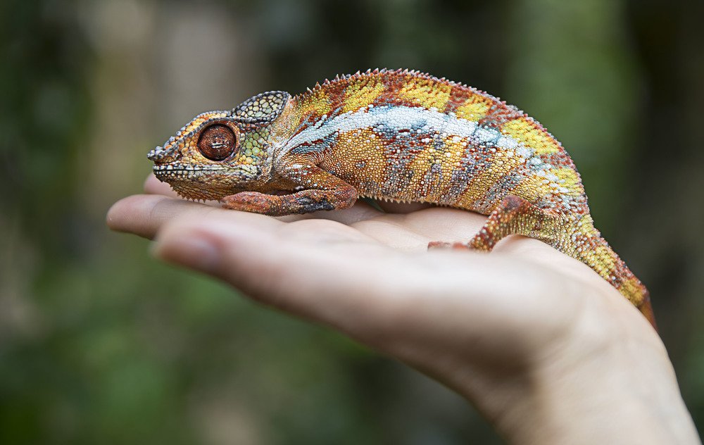 Мадагаскарец