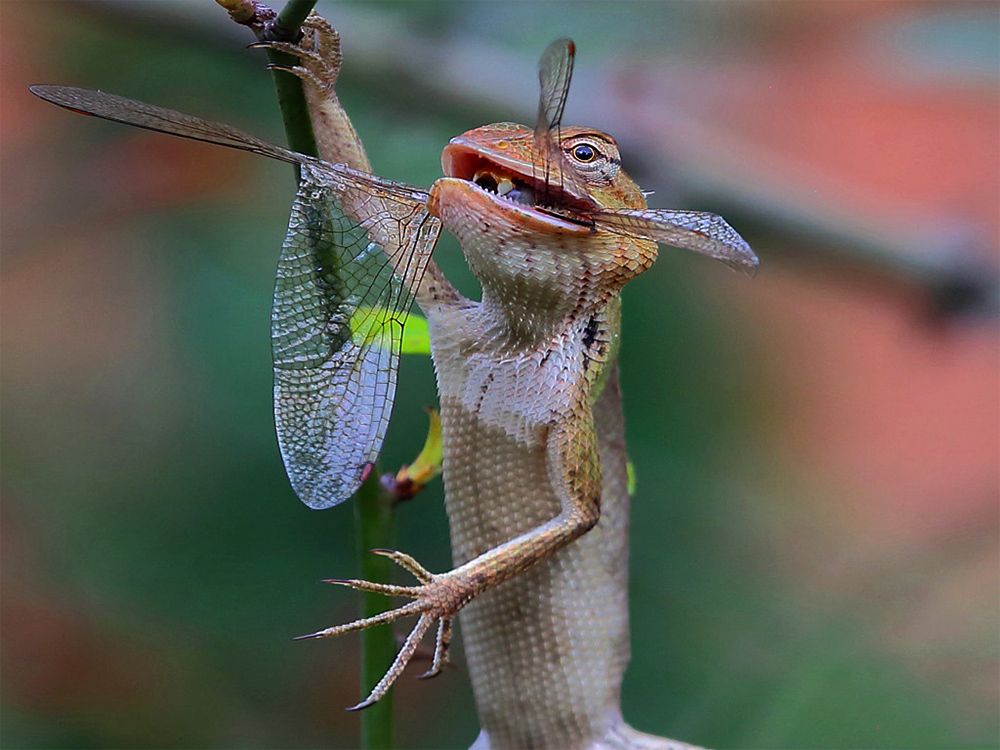 Calotes catches a dragon fly 2A