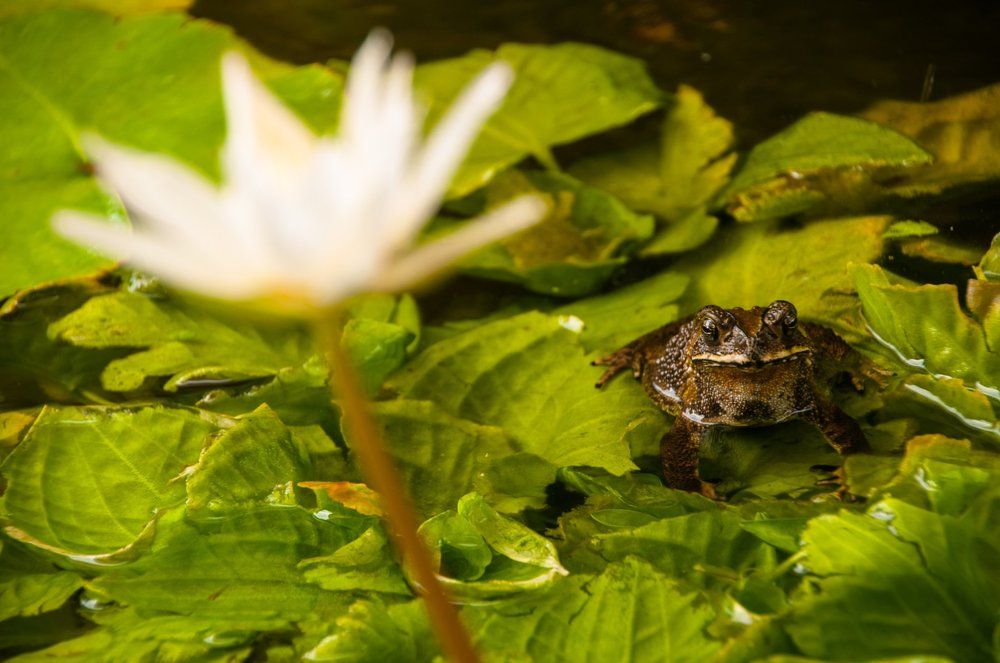 В ожидании принца