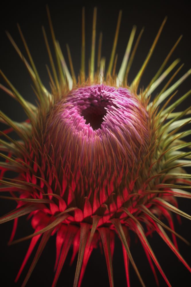 The Fruit of The Unholy Spirit