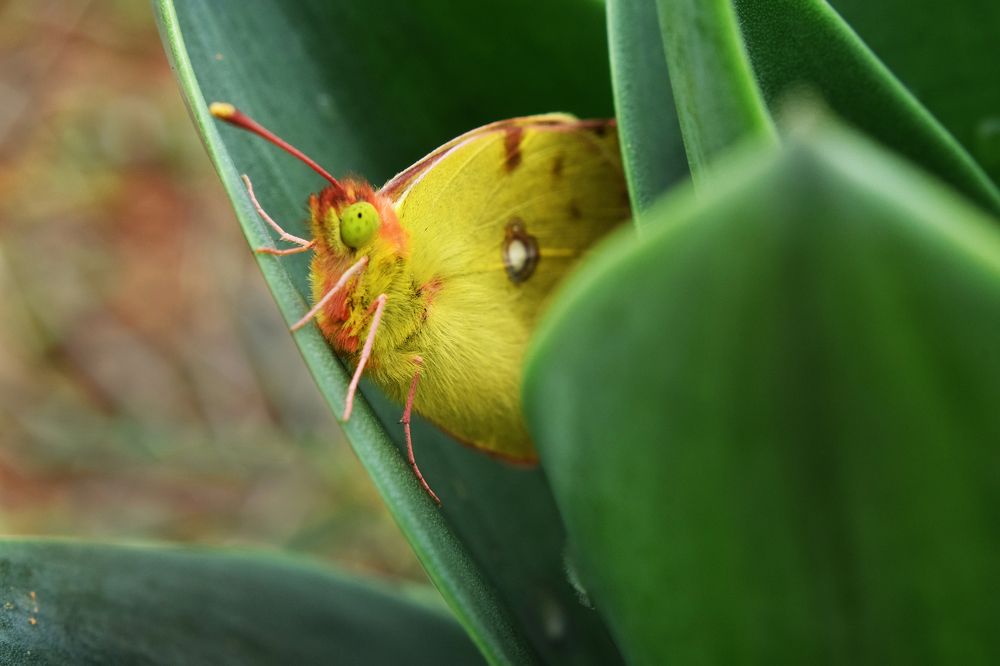 Colias croceus