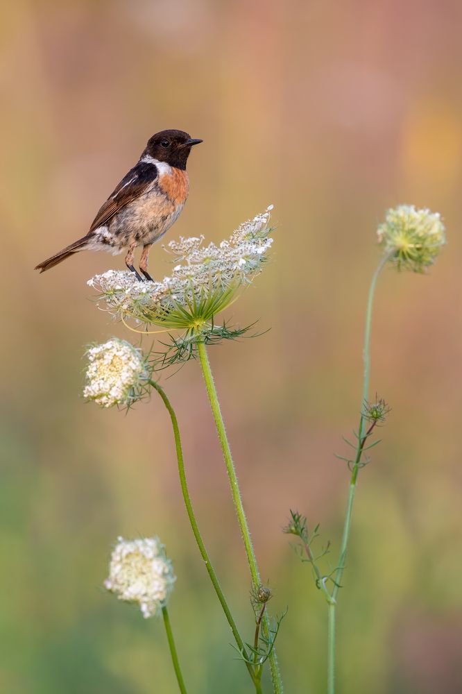 Stonechat