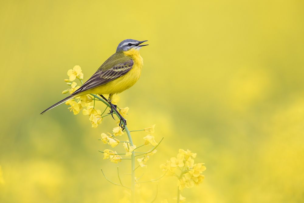 Yellow wagtail singing