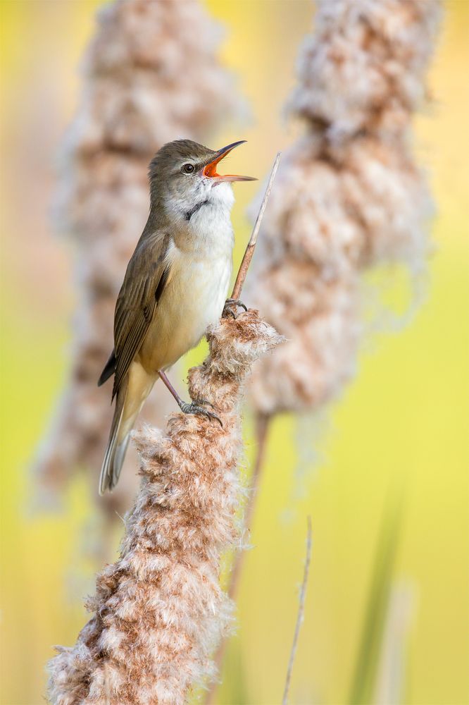 Great reed warbler singing