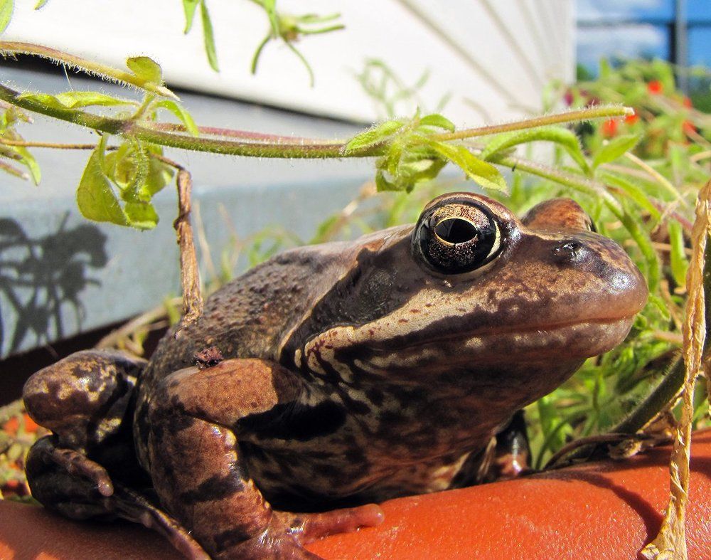 Соседка по даче