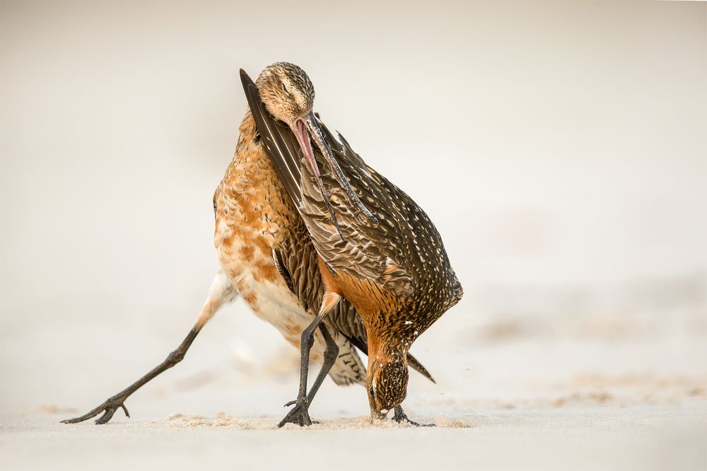 Bar-tailed godwits fight