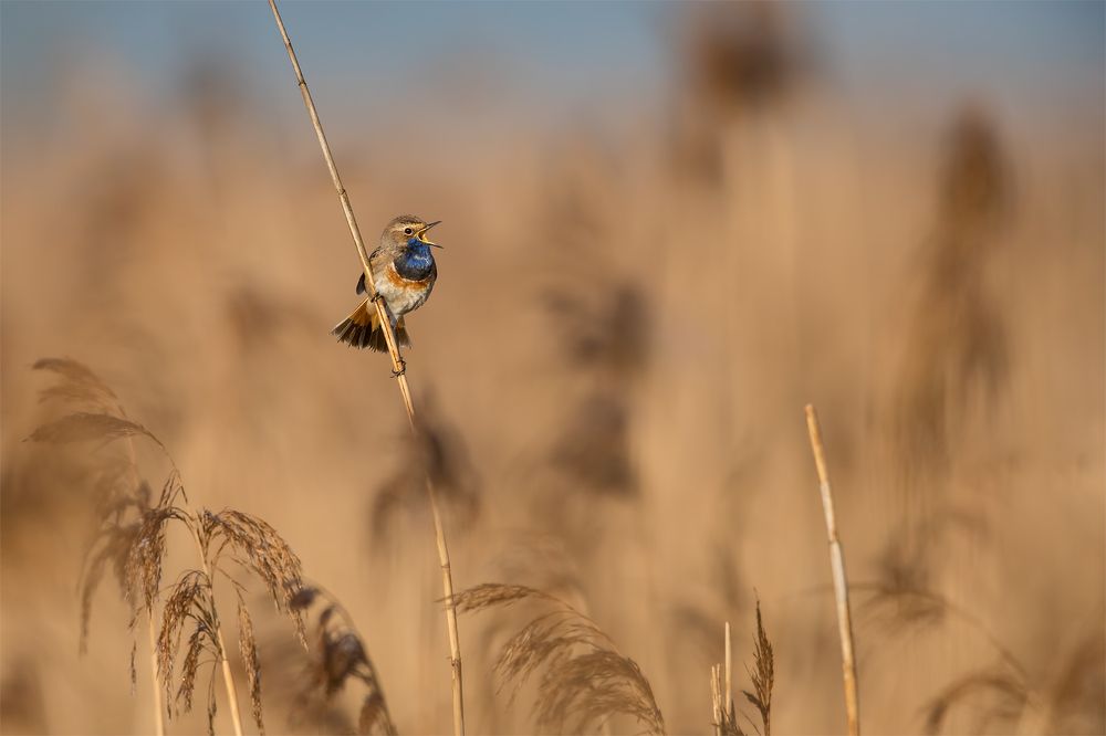 Bluethroat singing