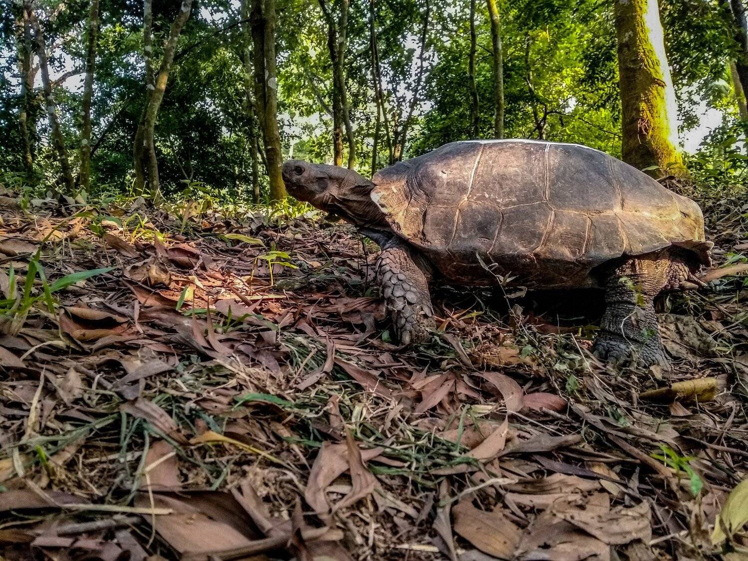 Asian forest tortoise, Manouria