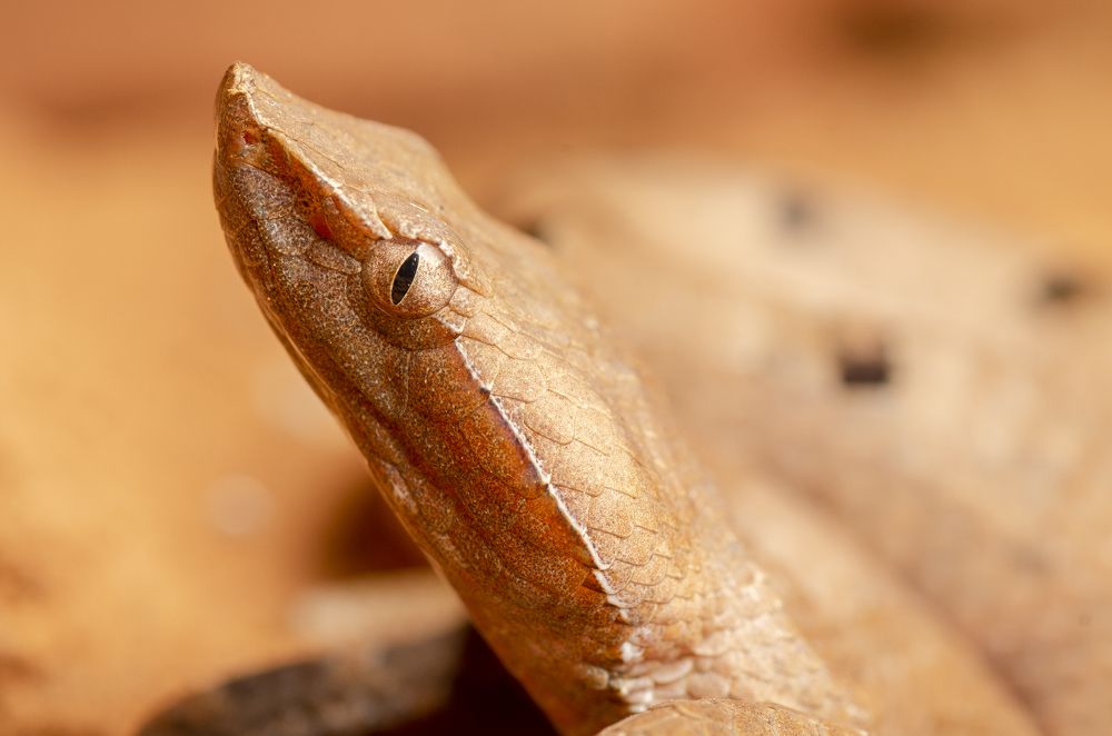 Hump Nosed Pit Viper