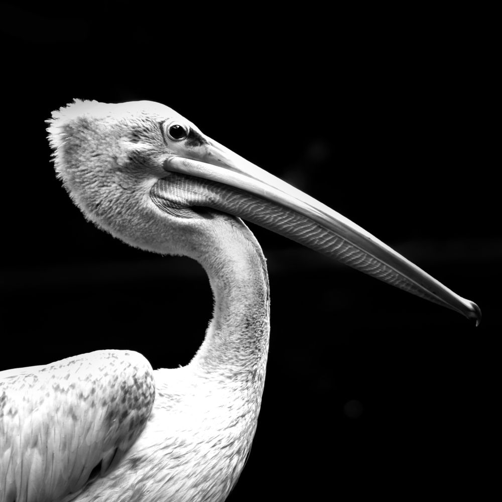 Pelican