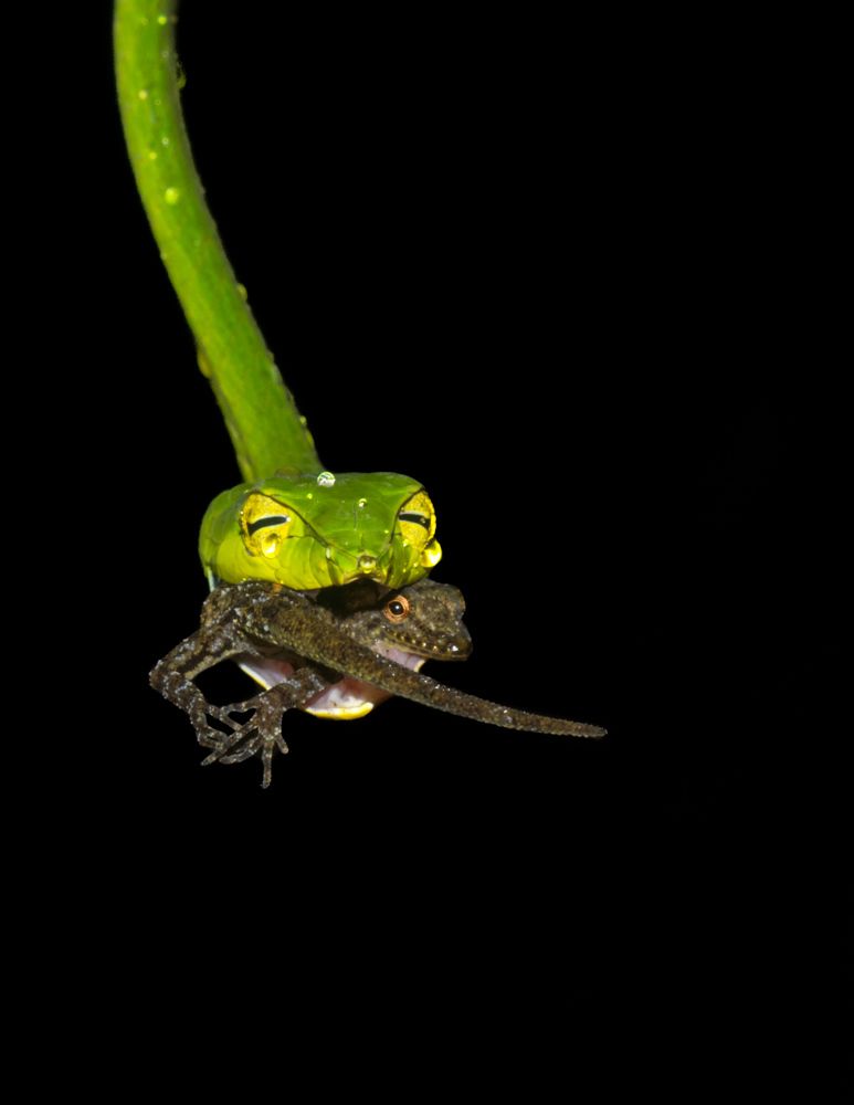 Survival of the fittess