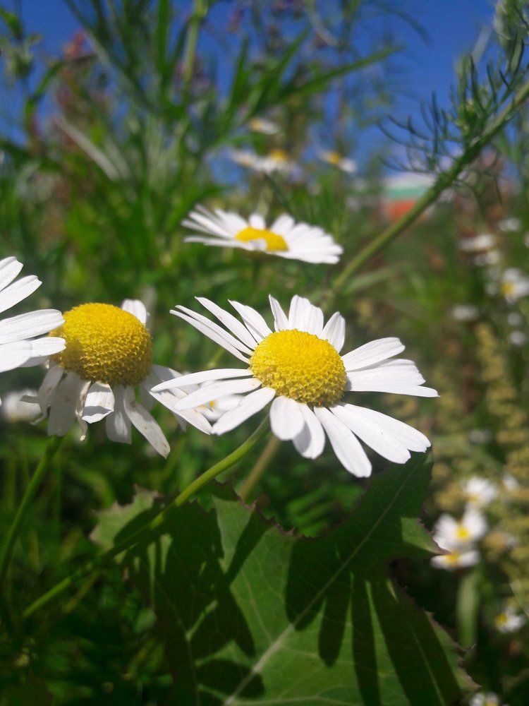 Ромашковое поле