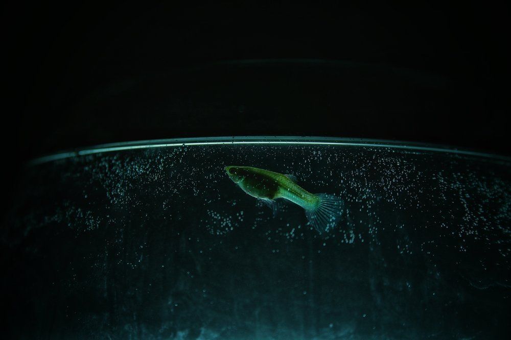 Photograph by Анжелика Сидорова