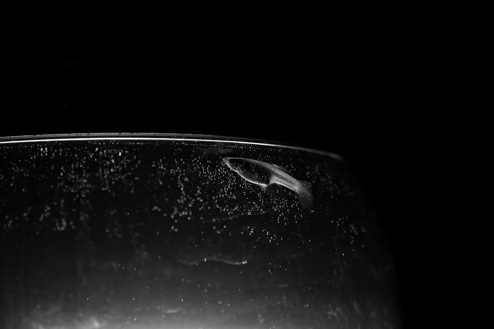 Photograph by Анжелика Сидорова