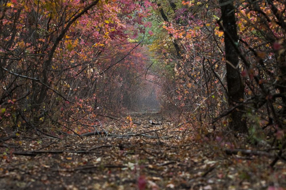 "Дорога в осень" \ "Road to autumn"