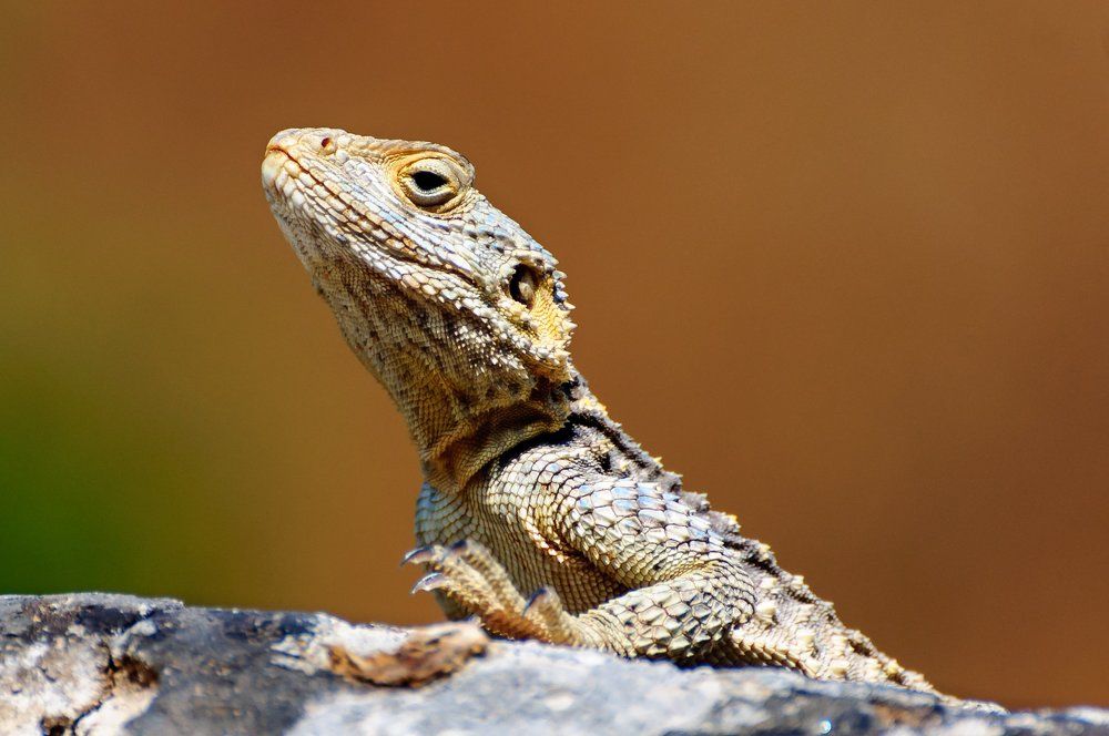 Надменность