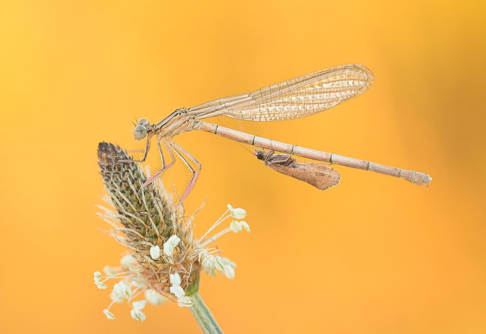 Passenger on the gape