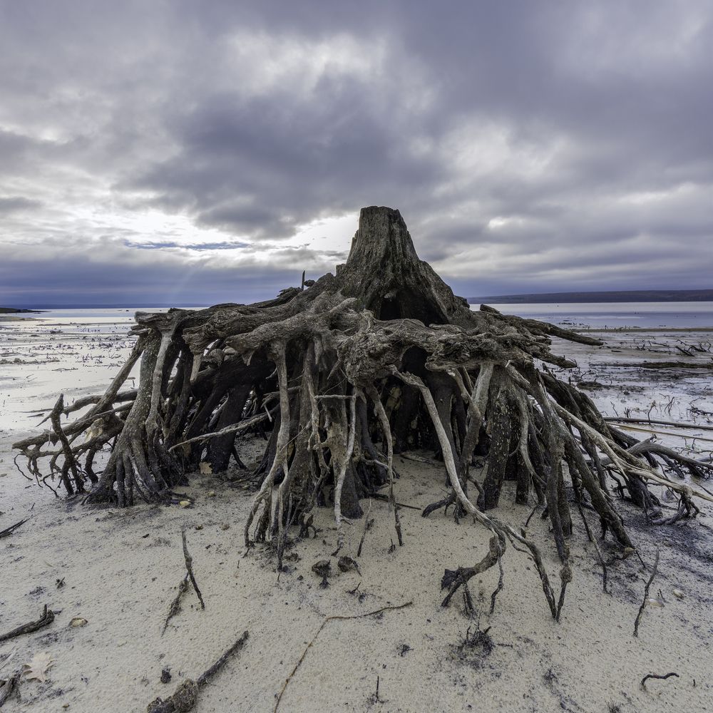 Чудище земноводное.