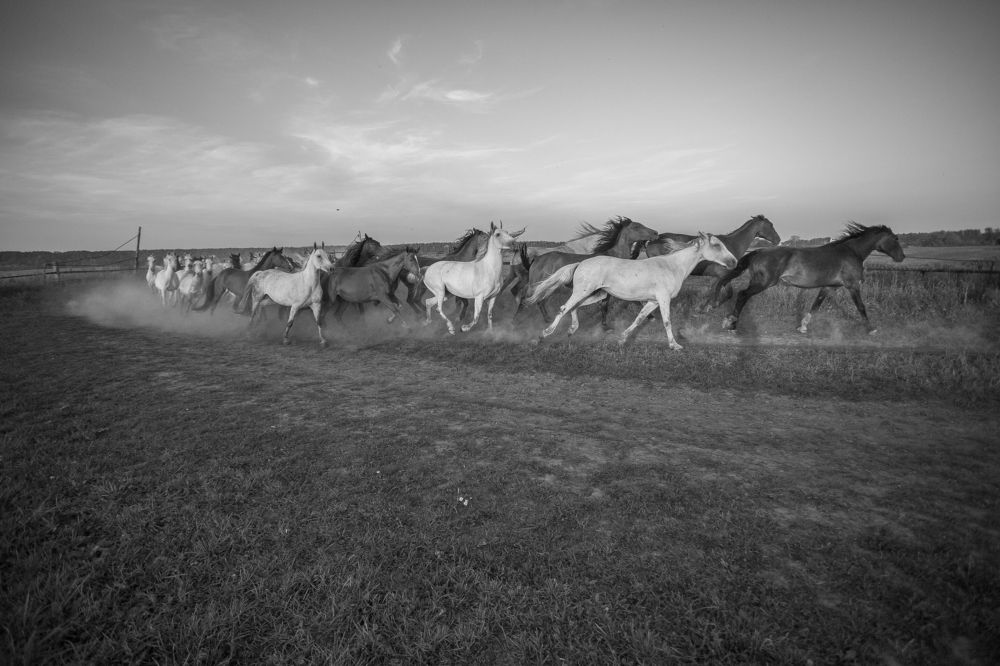 на перегонки