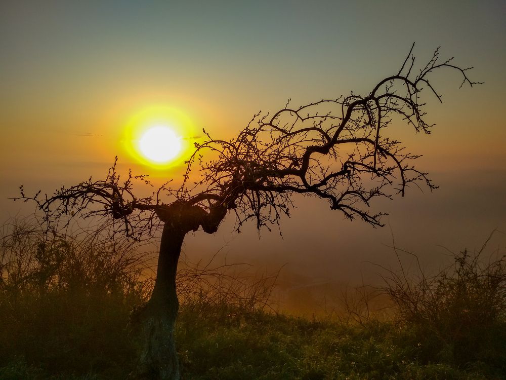 Сказка раннего утра.