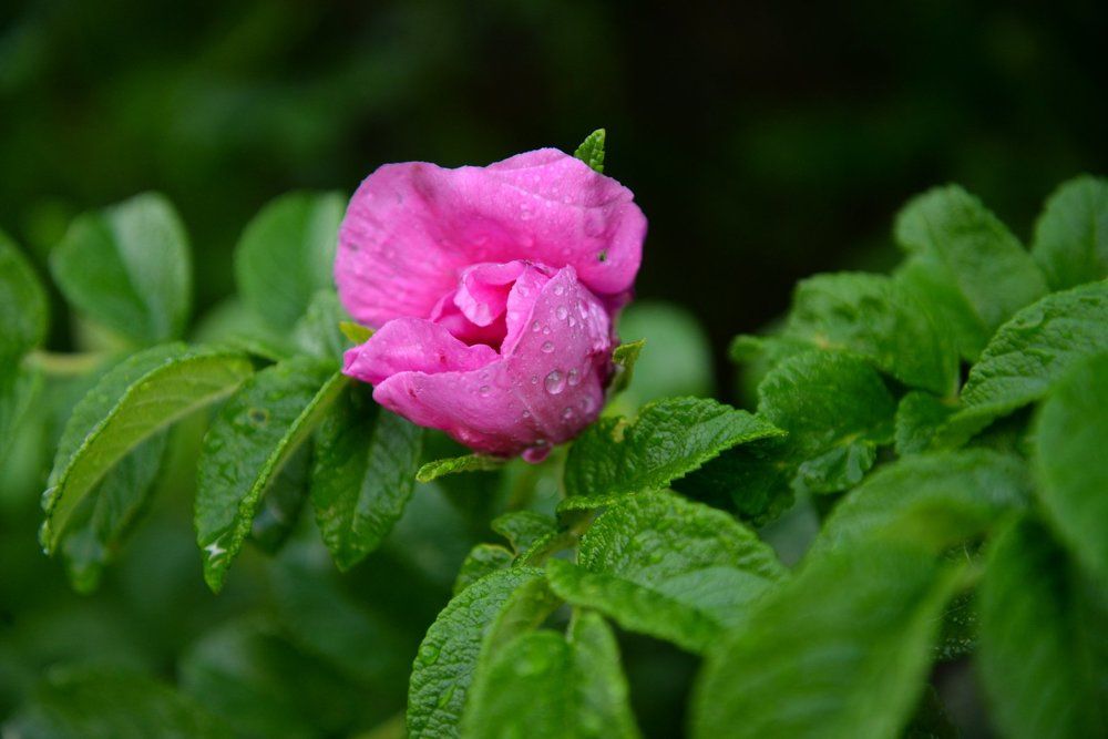 После дождя