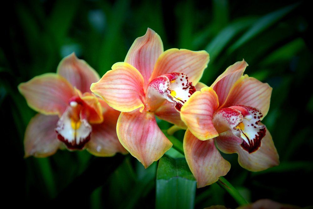 Вальс цветов