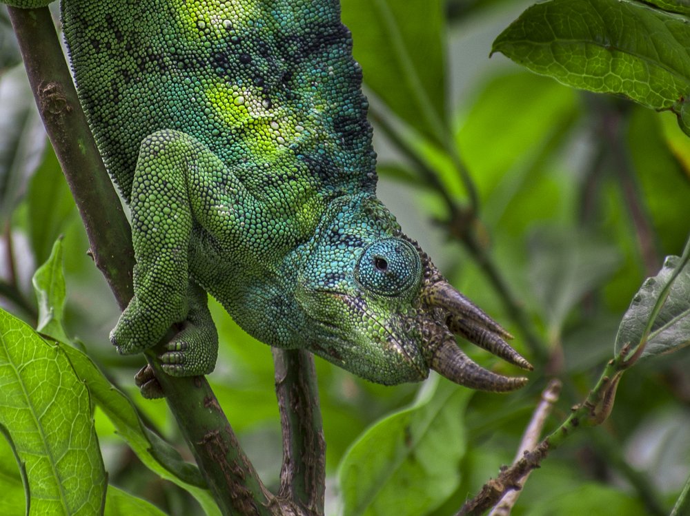 Jackson's Chameleon