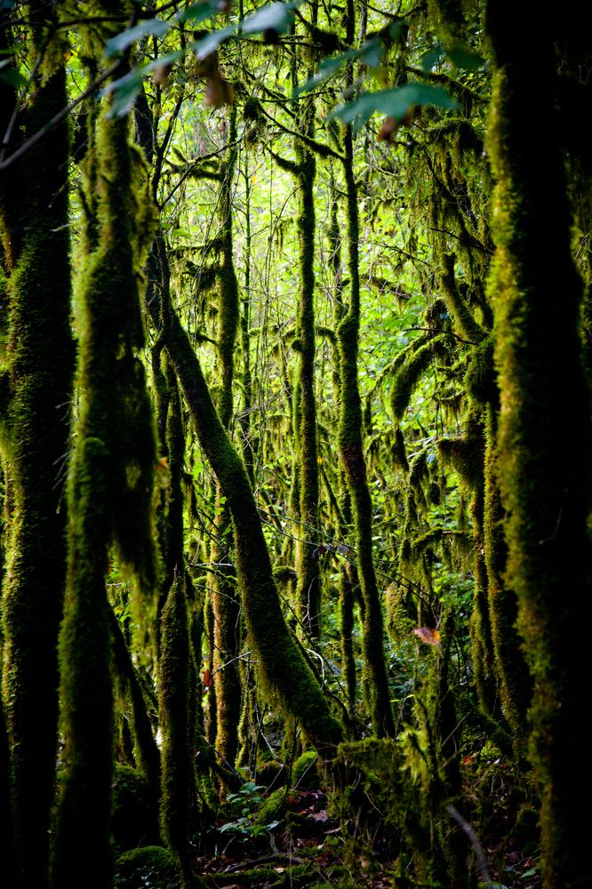 Эльфийский лес