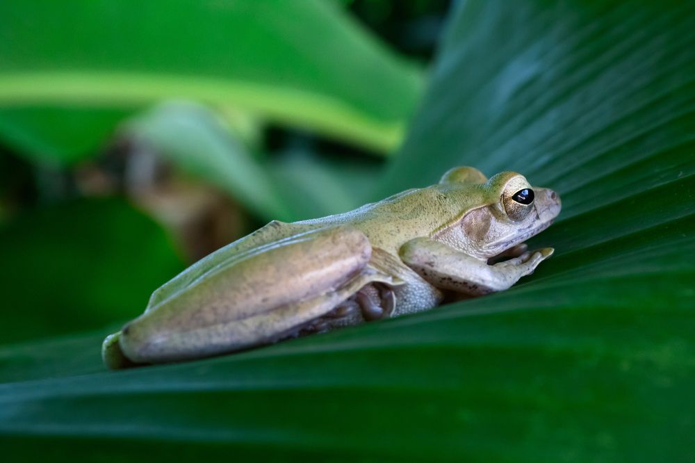 Frog on a banana palm tree
