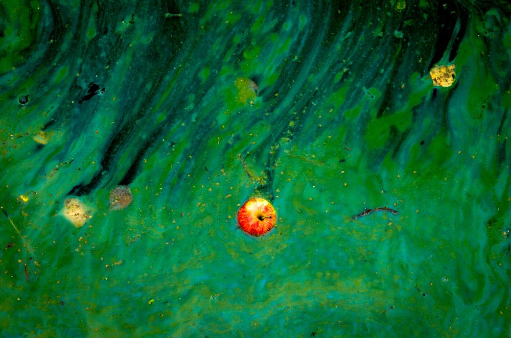 Краски осени / Сolors of Autumn