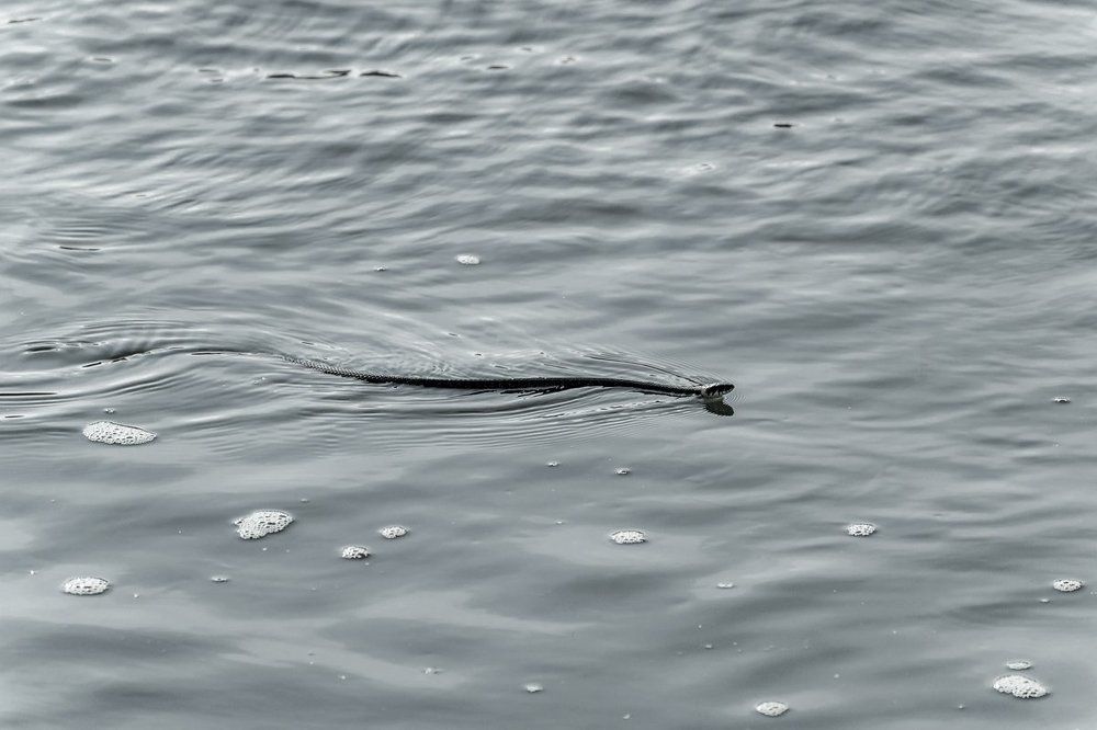 В водной стихии