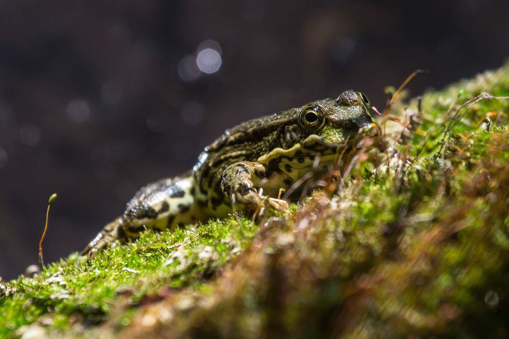 Спряталась...