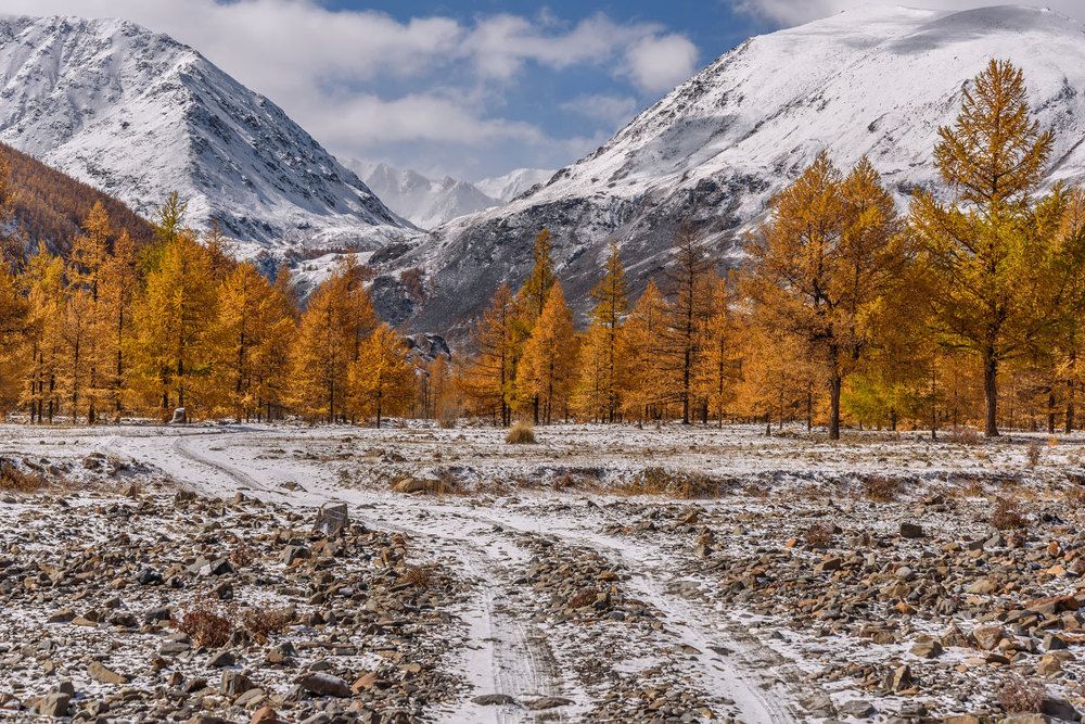 Золото Алтая