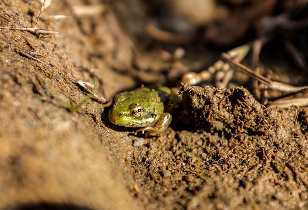 маленький лягушонок