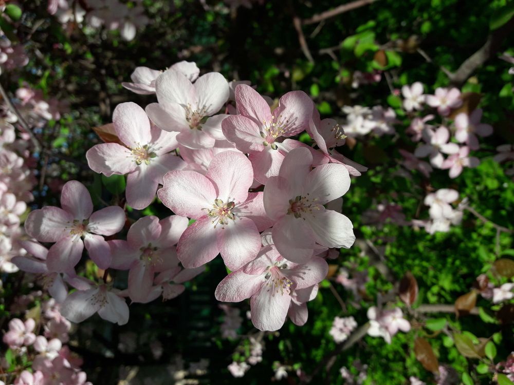 Весенние краски