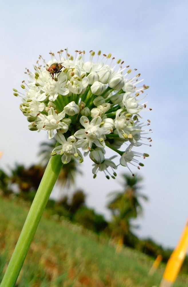 Housefly