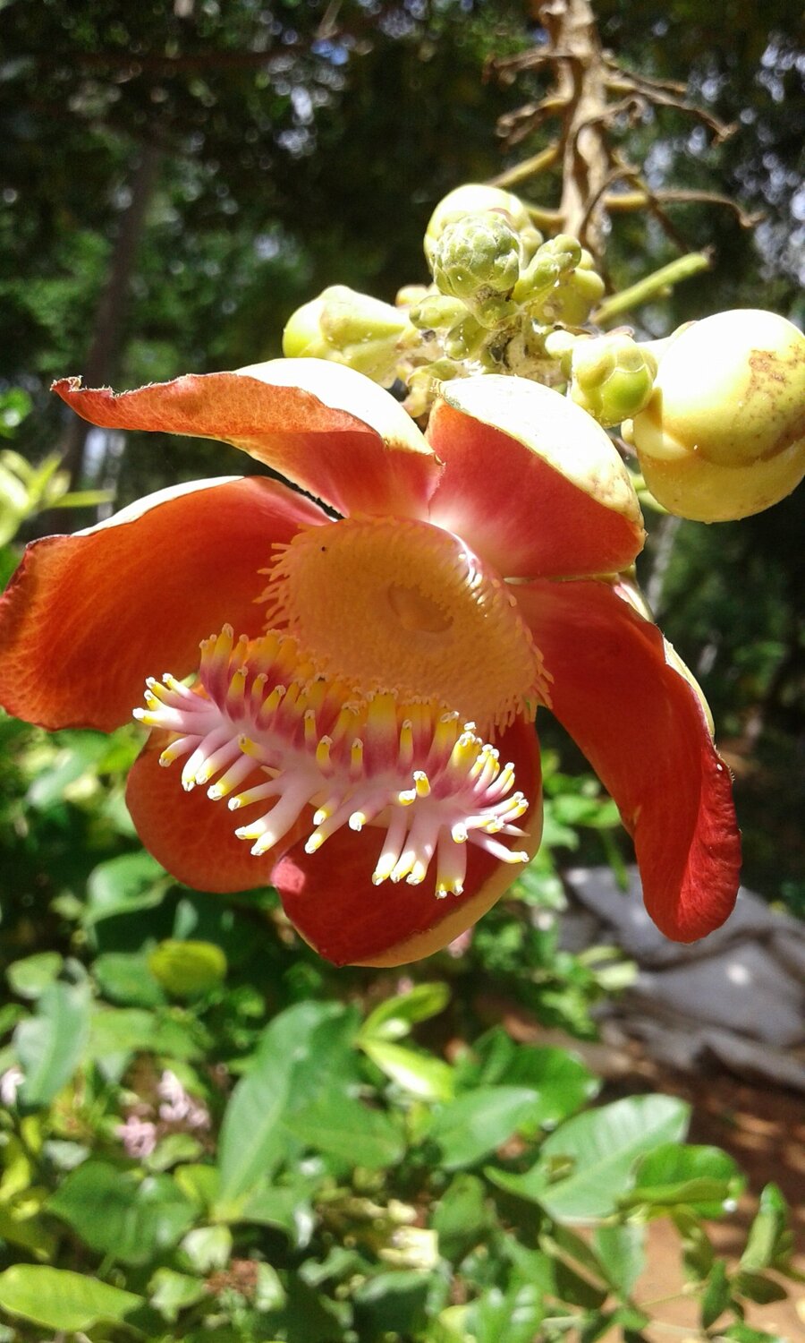 Cannonball tree flower