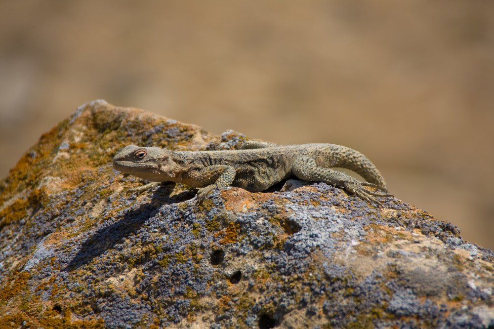 Житель Гобустана