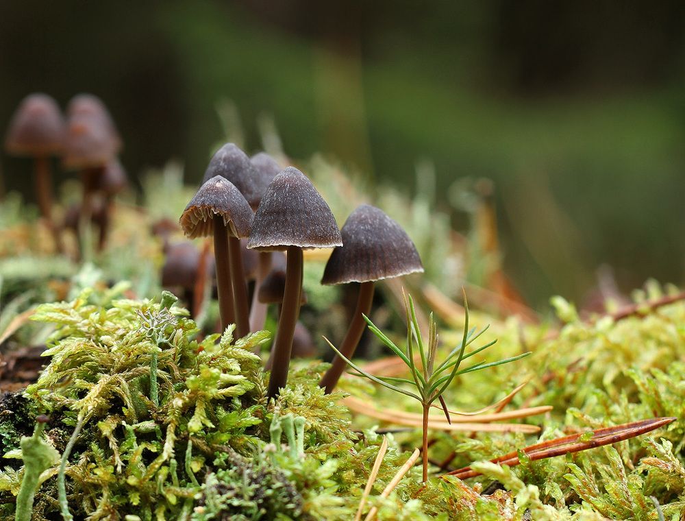 Про грибочки и маленькую сосенку