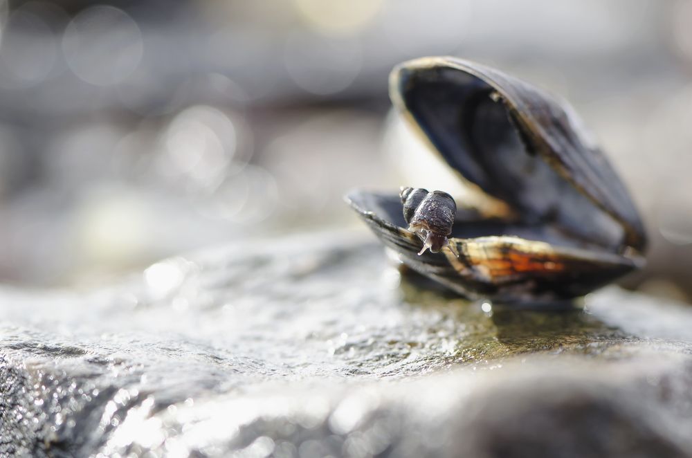 Дюймовочка