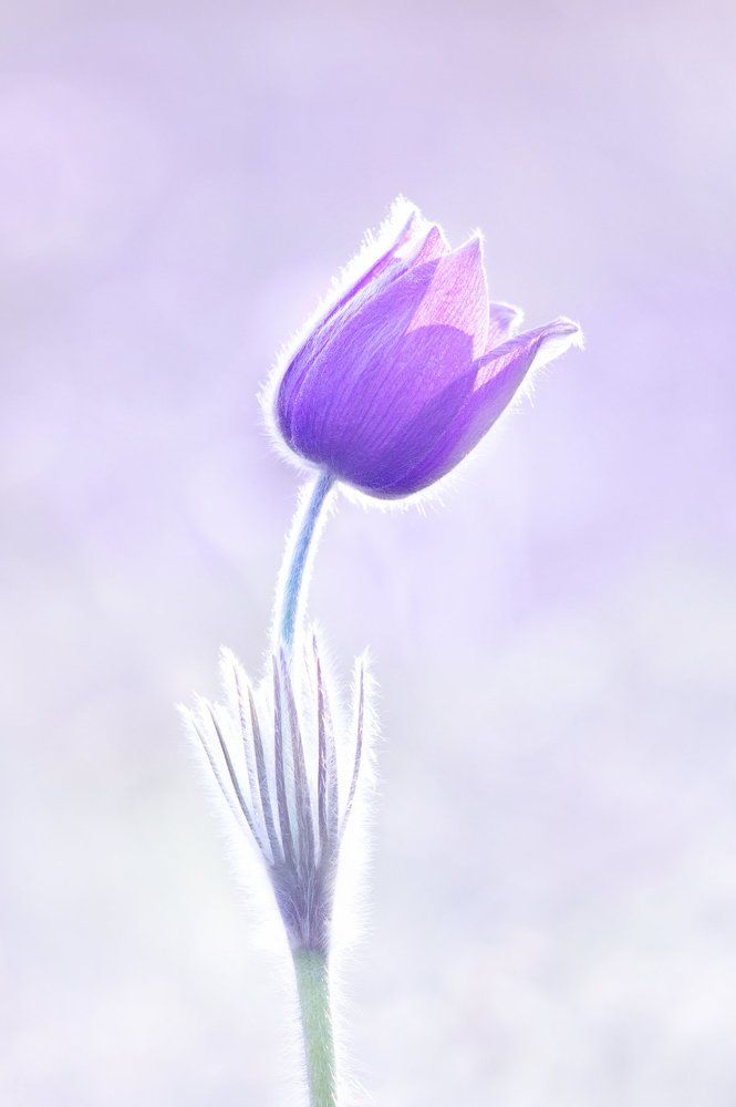 The gentlest color of spring