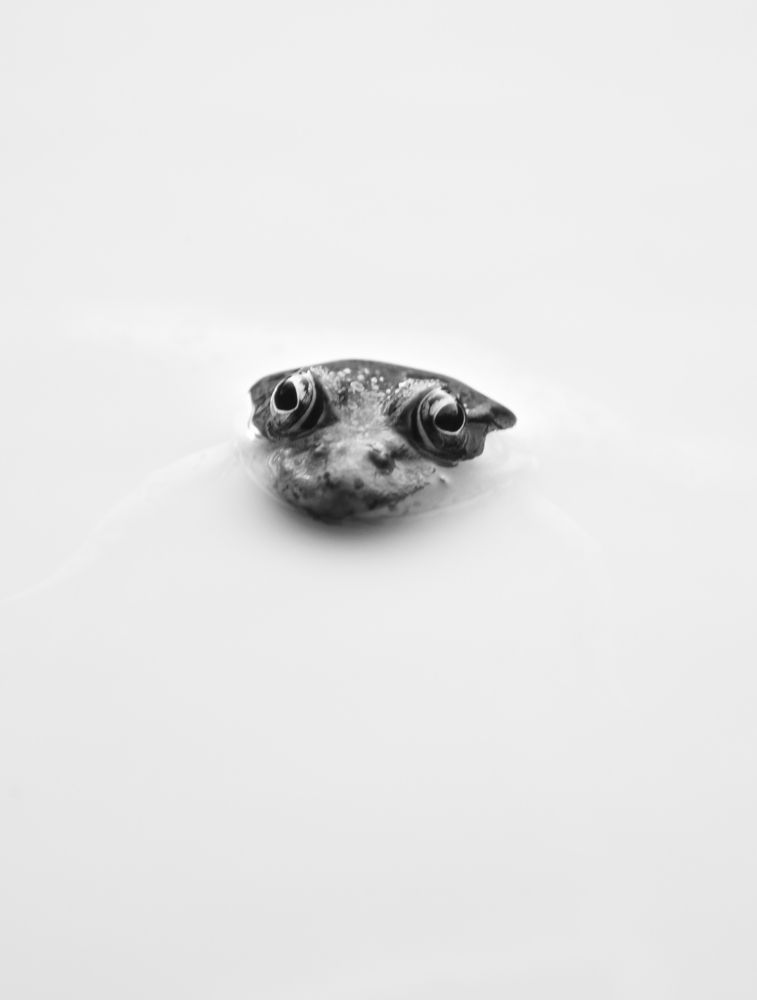 Молочные реки