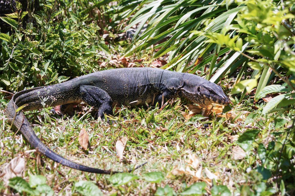 Варан в природе.